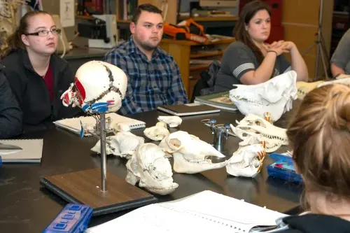 A group of students practice drawing figures using skeletal models for reference